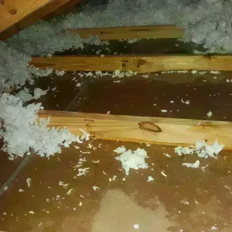 Attic Water Damage in Alachua County, FL